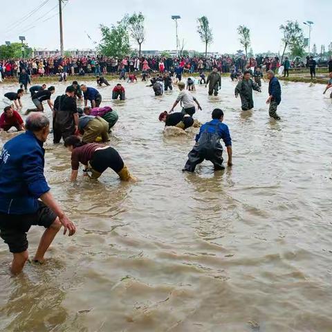 青岚湖畔“闹春田”