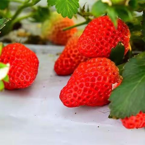 草莓🍓 ，让生活更美好，昌平莓味，世界品味