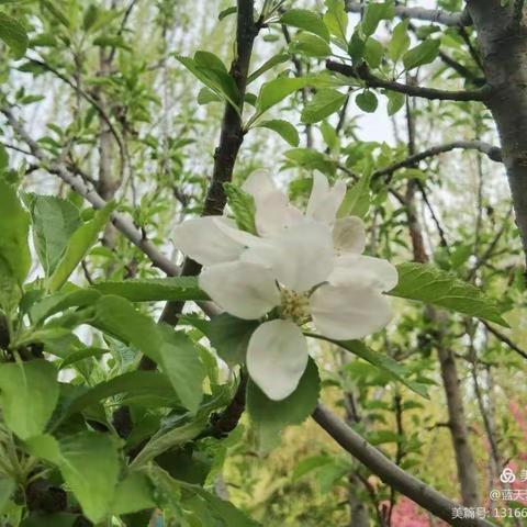 “积淀教学智慧  升腾课堂技能”——官马中心学校小学部青年教师展示课活动