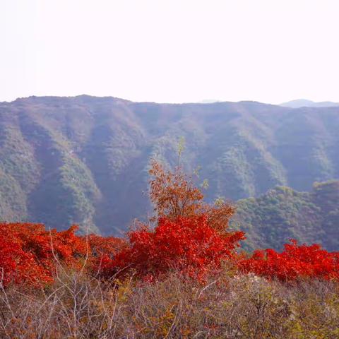 拽着秋的尾巴赏枫