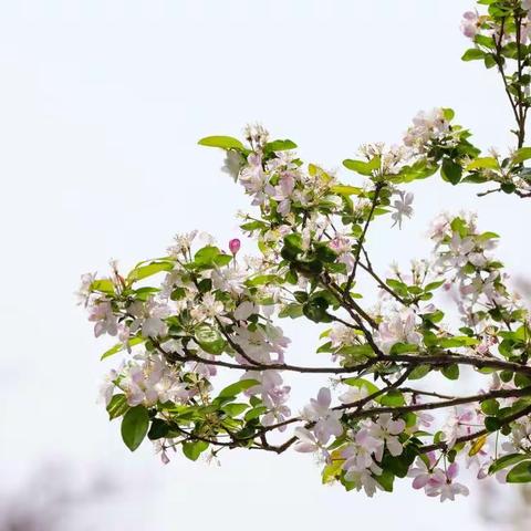 赏花正当时，天津五大道。