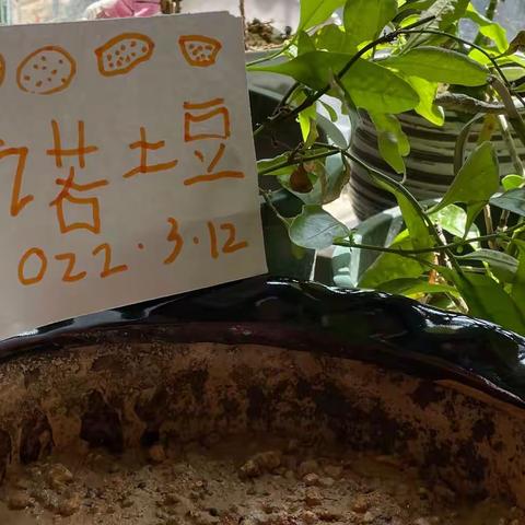 一诺土豆仔