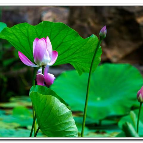 人民公园赏荷花随拍