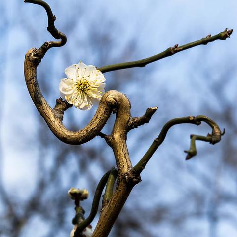 逛鲁迅公园梅园随拍