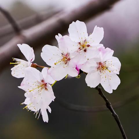 春暖花开走走拍拍