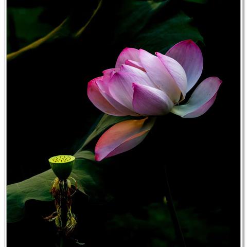 赏荷夕阳下随拍