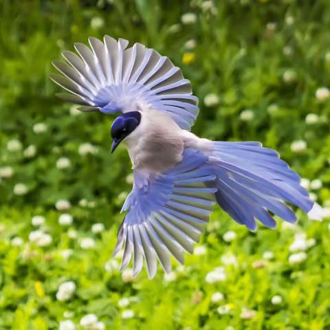 也算打了一回鸟