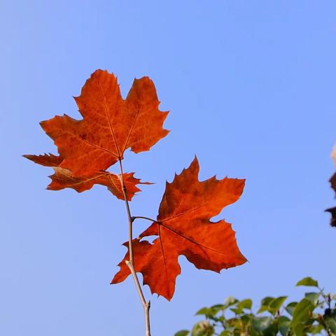 清晨回家，顺路到黄兴公园逛逛。