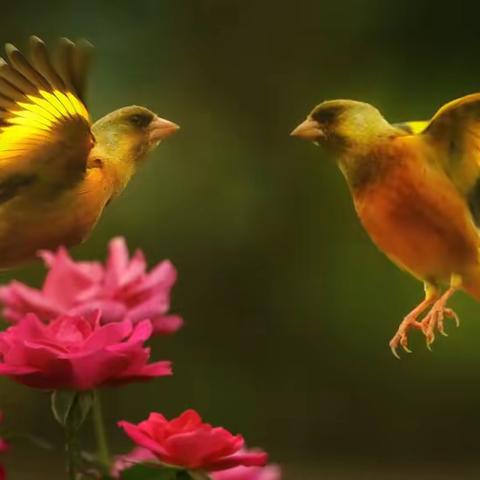 古谣   数疫情