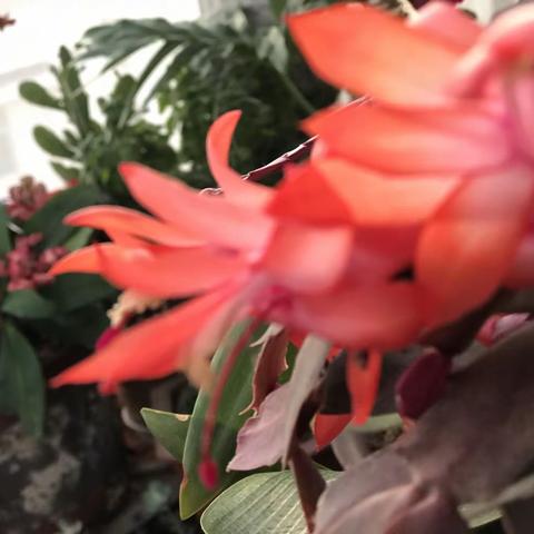 江城子  新年感悟
