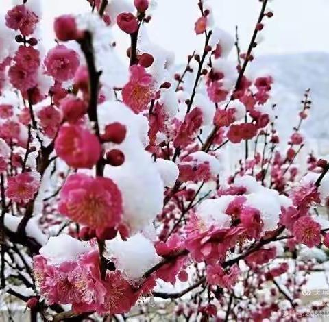 卜算子  .  大雪