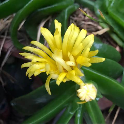 虞美人  .  吟三花