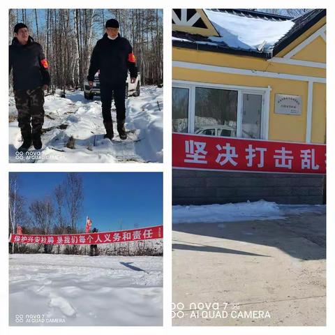 龙河林场，加强保护兴安野生杜鹃的力度