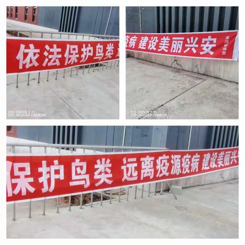 龙河林场积极开展“爱鸟周”宣传活动