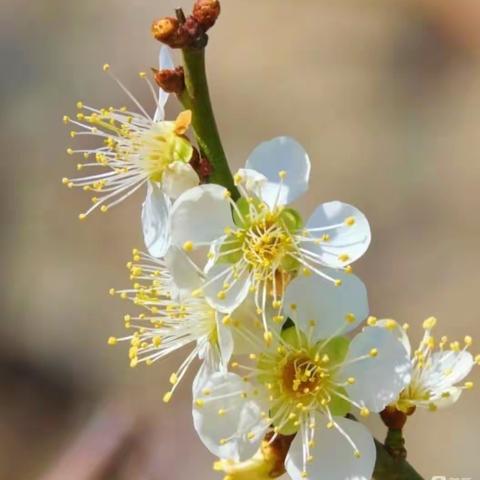 福盛水岸四月天🌸 园区美景露芳菲