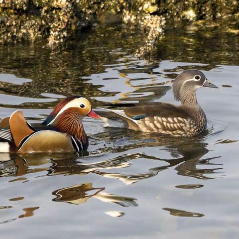 老虎滩菱角湾拍鸳鸯