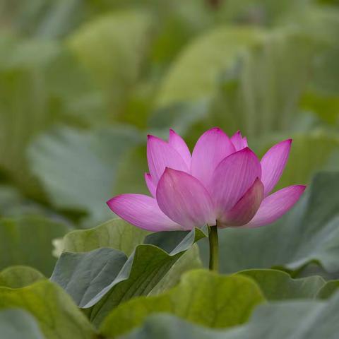 荷塘里欢快的麻雀