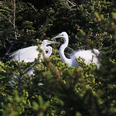 白鹭爸爸和妈妈