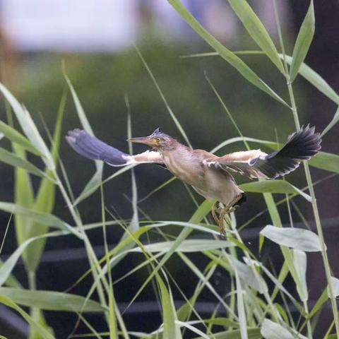 终于等到你----黄苇鳽鸟