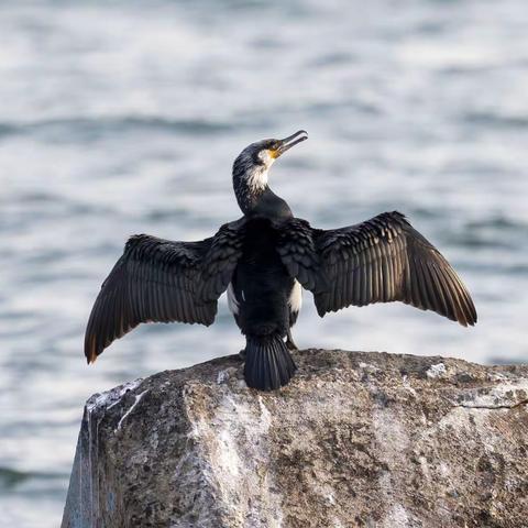 星海湾再拍鱼鹰