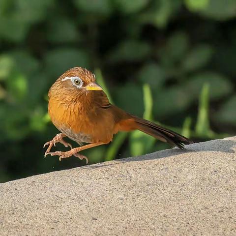林中歌手----画眉