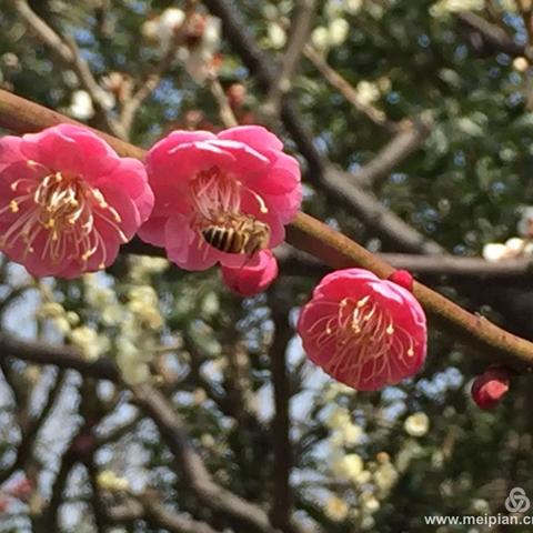 梅花朵朵开（莘庄公园）