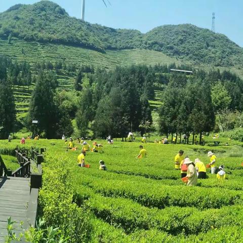 盘州市第一幼儿园中七班“寻茶密 品茶香”社会实践活动