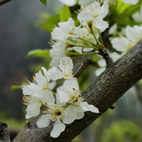 我问青山几时老  青山问我几时闲         —攀登粤西第一峰大田顶