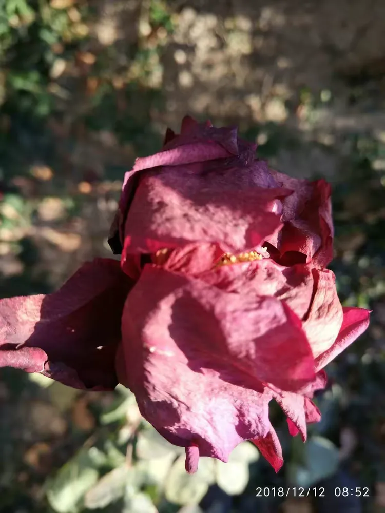 凋谢的花，