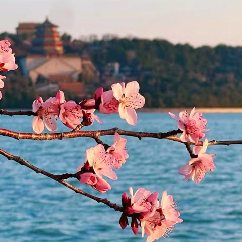 一早看遍西郊花