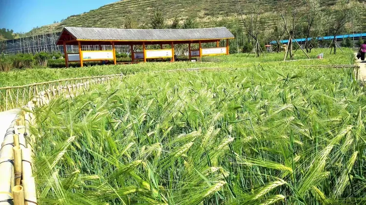 榆叶梅分几种