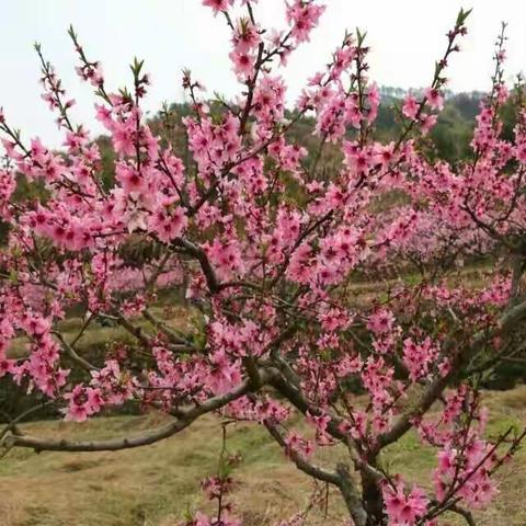 春色满园百花艳――横车镇中心小学习作“写具体”教学剪影