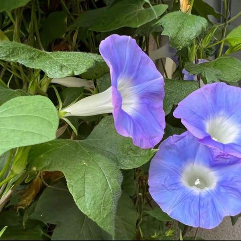 牵牛花观察日记——从野生到栽培