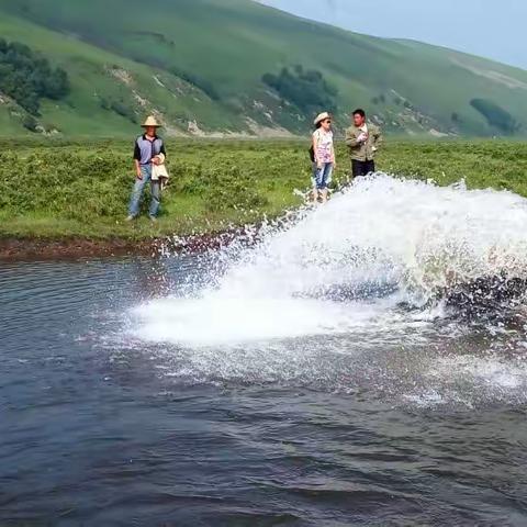 夏天的旅行，第七站，河北承德坝上孤石军马场草原，蓝峰