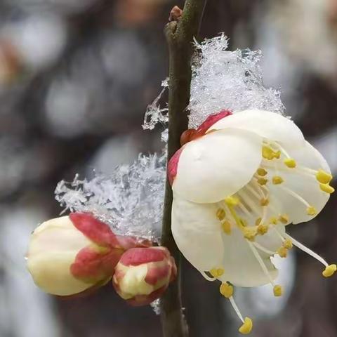 雪漫骊山花正开