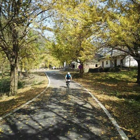 银杏黄时话骑行