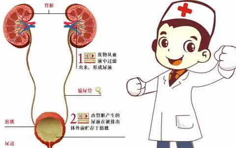 【郑大二附院泌尿外科】专找女性麻烦的“真凶”——不可轻视的泌尿系感染！