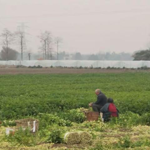 成都星空敏行文化传媒公司助力彭州百姓卖菜难