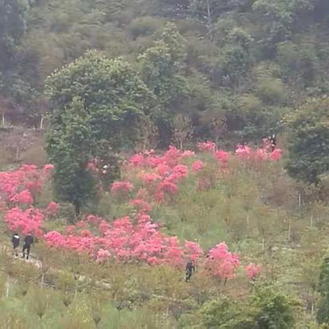 暖阳春景