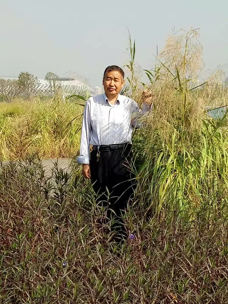 朴实无华
