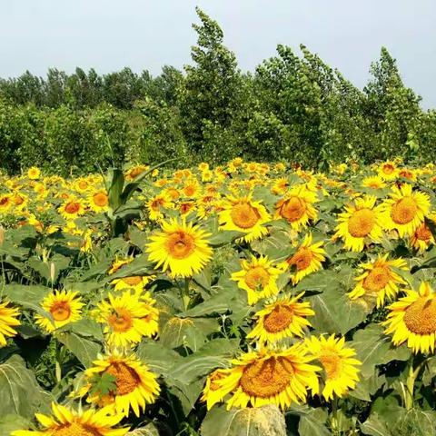 花开田野 走进向日葵