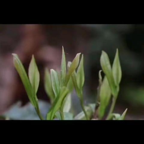 植物旅行记——茶文化