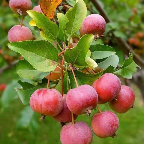 德化县第二实验幼儿园中七班认养果树——海棠果