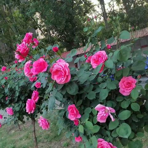 努力吧少年，未来可期