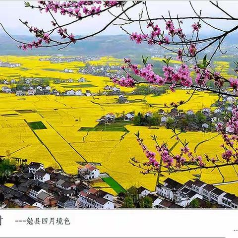 汉 中 油 菜 花