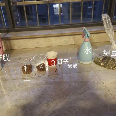 我叫邱雅萱来自实验小学二（7）班，给大家做一个培育豆芽的实验。