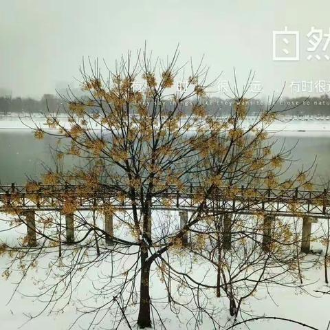 瑞雪兆丰年，志愿暖人心——源汇区五一路小学举行清扫积雪活动