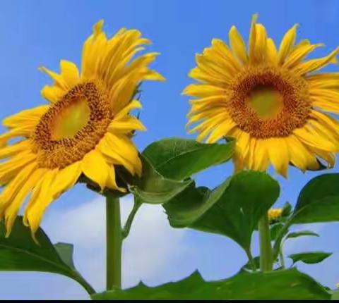 向日葵🌻生长季