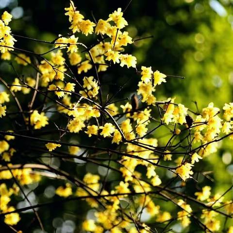 腊梅.红梅～花开.花香