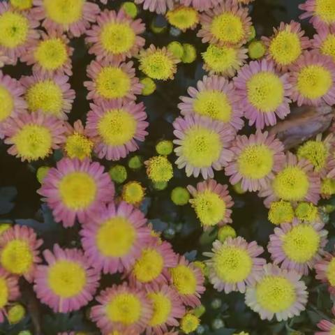 菊花不语但且舞 —— 菊韵2022 VS 菊艺 2018